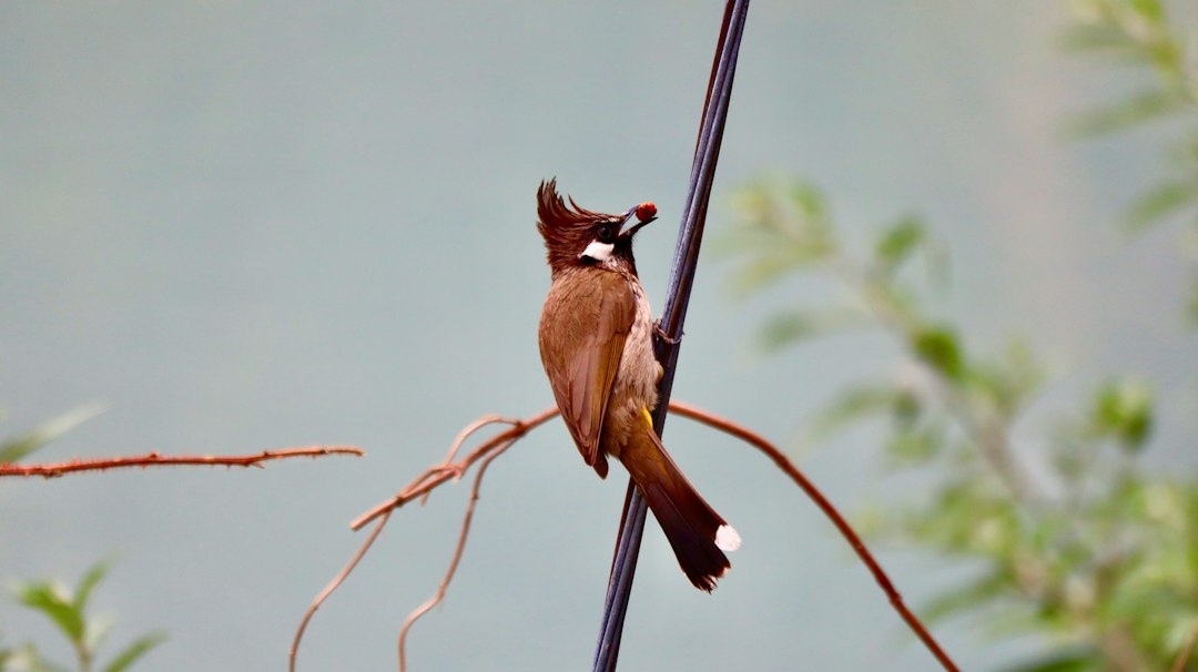 Himalayan Bird Alters Vocal Frequencies to Overcome Escalating Noise Pollution
