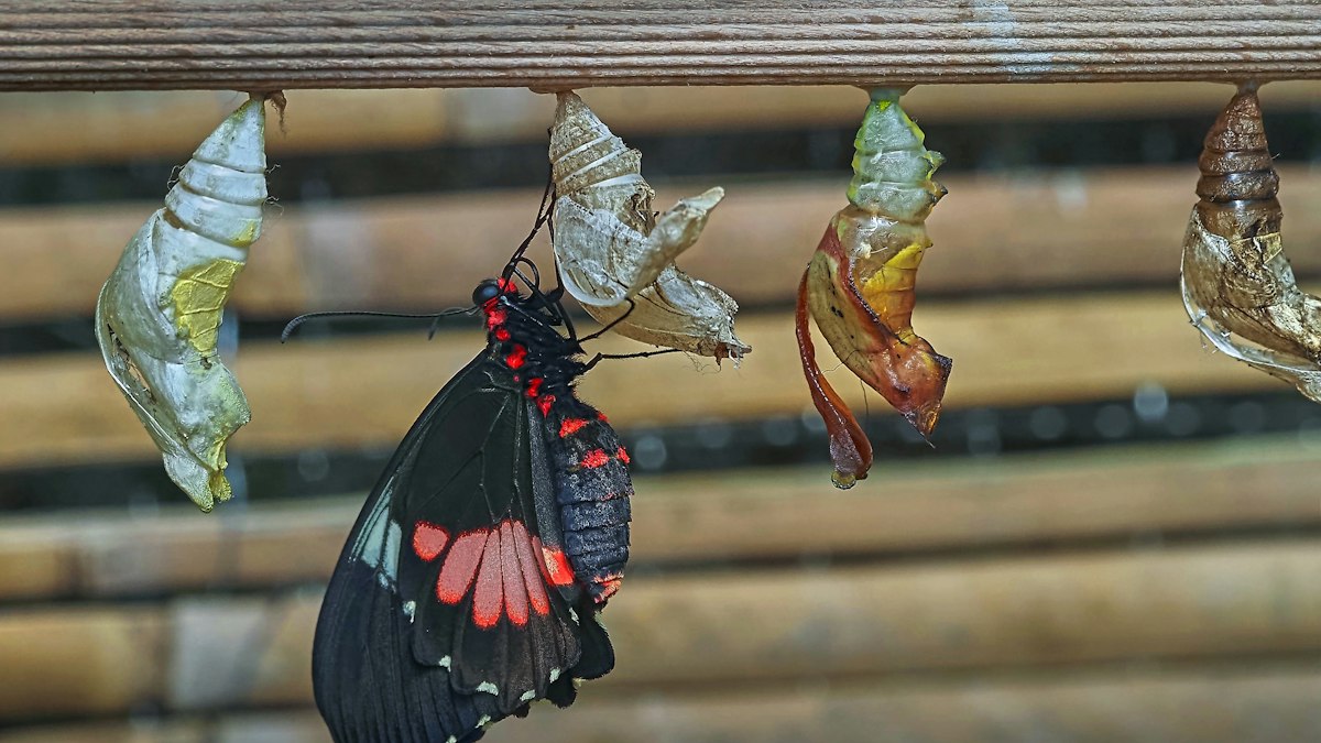 Detailed visual breakdown of Life Cycle Stages and Developmental Mimicry - Red Spotted Purple Butterfly Mimicry Habits Explained